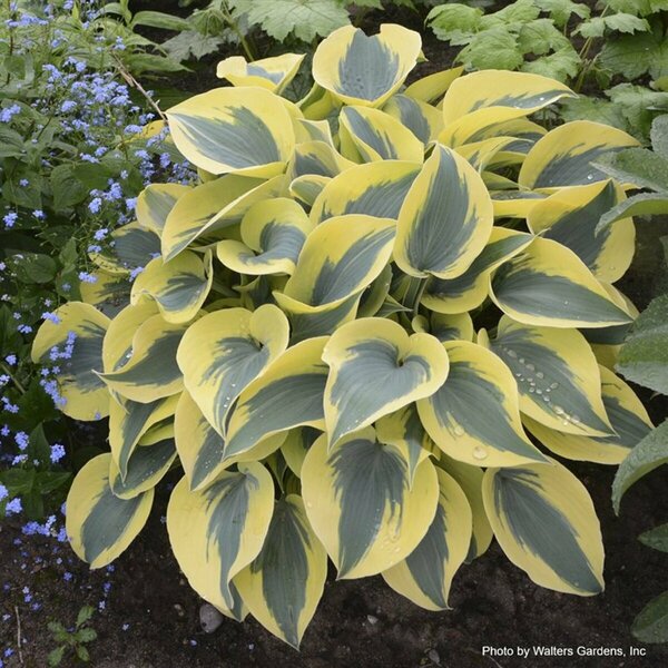 Hosta Shadowland® - 'Autumn Frost' 1 gal