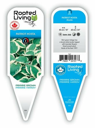 Hosta - 'Patriot' [Gr/Wh] 1 gal