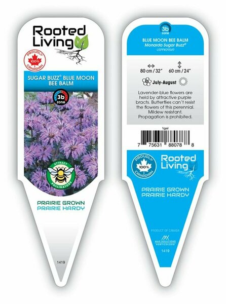 Monarda - Sugar Buzz® 'Blue Moon' Bee Balm 1 gal
