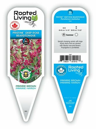 Penstemon barbatus - 'Pristine Deep Rose' Beardtongue 1 gal - image 1