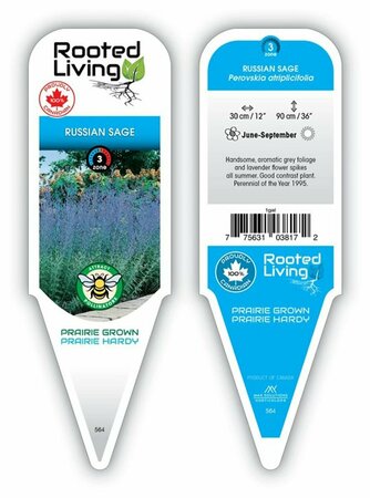 Perovskia atriplicifolia - Russian Sage 1 gal