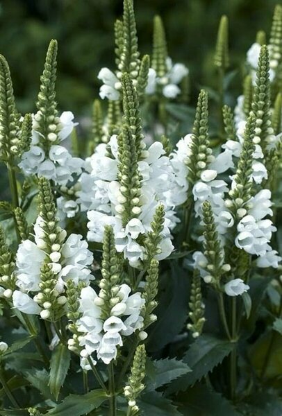 Physostegia virg. - 'Miss Manners' Obedient Plant 1 gal