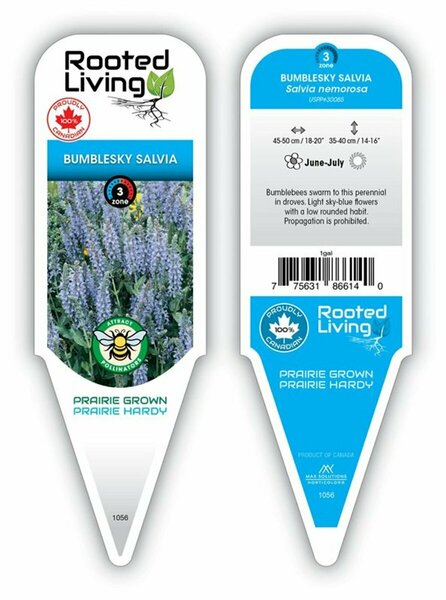 Salvia - 'Bumblesky' [Sky Blue] 1 gal