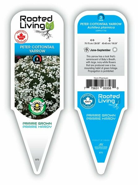 Achillea ptarmica - 'Peter Cottontail' Yarrow [Wh] 11 cm Prem (4.5")
