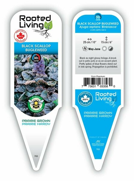 Ajuga reptans - 'Black Scallop' Bugleweed 11 cm Prem (4.5")