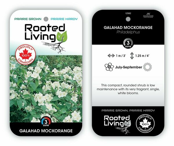 Philadelphus - 'Galahad' Mockorange 9 cm (3.5")