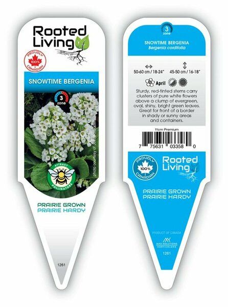 Bergenia - 'Snowtime' [Wht] 11 cm Prem (4.5")