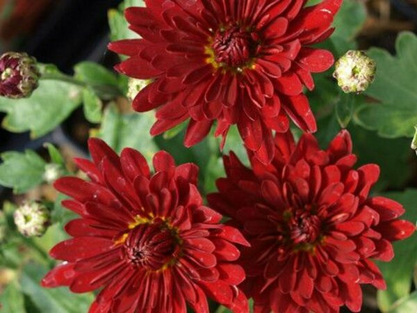 Chrysanthemum mor. - 'Morden Garnet' Hardy Mum [Rd] 11 cm Prem (4.5")