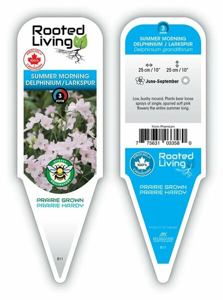 Delphinium grandiflorum - 'Summer Morning' Dwarf Larkspur 11 cm Prem (4.5")