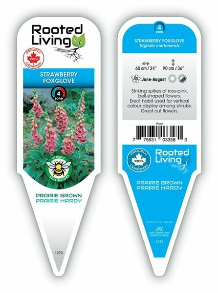 Digitalis mertonensis - Pink Foxglove 11 cm Prem (4.5")