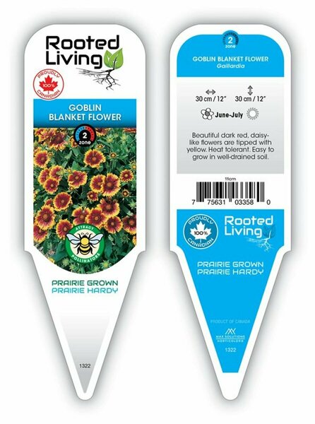 Gaillardia - 'Goblin' Blanket Flower 11 cm Prem (4.5")