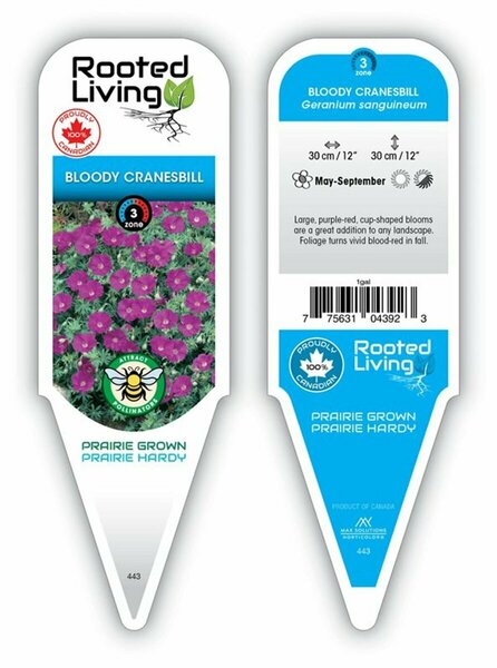 Geranium sang. - Bloody Cranesbill 11 cm Prem (4.5")