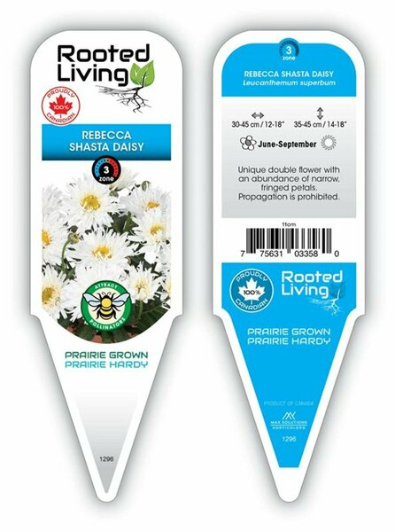 Leucanthemum Sweet Daisy™ - 'Rebecca' Shasta Daisy 11 cm Prem (4.5")