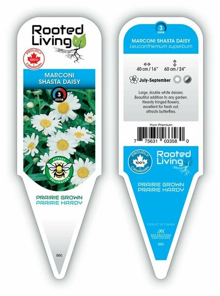 Leucanthemum - 'Marconi' Shasta Daisy 11 cm Prem (4.5")