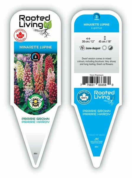 Lupinus - 'Minarette' Lupin / Bluebonnet [Mix] 11 cm Prem (4.5")