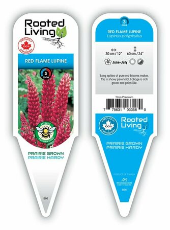 Lupinus 'Red Flame' Lupin 11 cm Prem