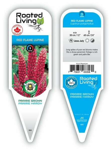 Lupinus 'Red Flame' Lupin / Bluebonnet [Rd] 11 cm Prem (4.5")