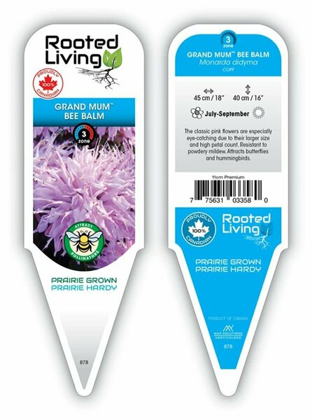 Monarda - 'Grand Mum' Bee Balm [Pink] 11 cm Prem (4.5")