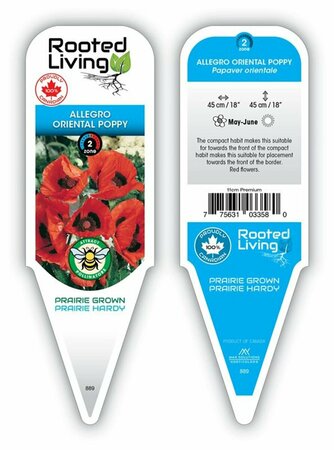 Papaver - 'Allegro' Oriental Poppy [Red] 11 cm Prem