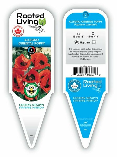 Papaver - 'Allegro' Oriental Poppy [Red] 11 cm Prem (4.5")