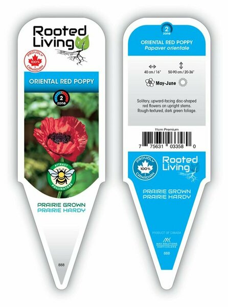 Papaver orientale - Oriental Poppy 11 cm Prem (4.5")