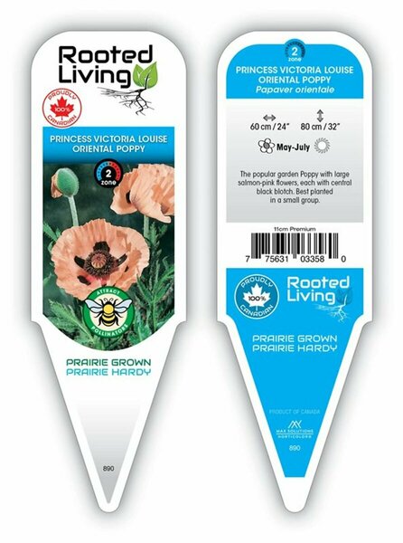 Papaver - 'Princess Victoria Louise' Oriental Poppy [Salmon] 11 cm Prem (4.5")