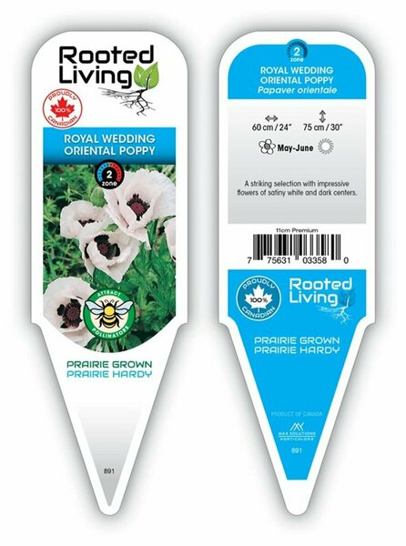 Papaver - 'Royal Wedding' Oriental Poppy [Wh/Bl] 11 cm Prem (4.5")