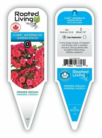Phlox pan. - Flame™ 'Watermelon' Garden Phlox 11 cm Prem
