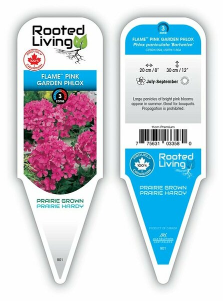 Phlox pan. - Flame™ Pink Garden Phlox 11 cm Prem (4.5")