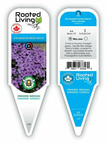 Phlox sub. - 'Eye Shadow' Moss Phlox [Pu-Pink] 11 cm Prem (4.5")