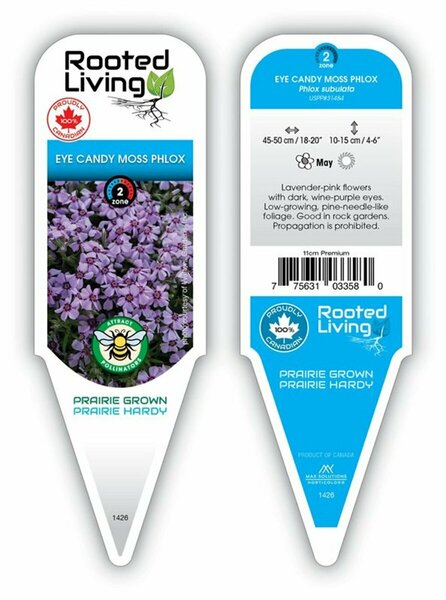 Phlox sub. - 'Eye Candy'  11 cm Prem (4.5")