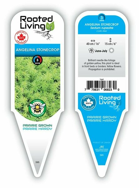 Sedum rupestre - 'Angelina' Stonecrop [Groundcover] 11 cm Prem (4.5")