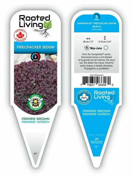 Sedum SunSparkler® - 'Firecracker' Stonecrop 11 cm Prem (4.5")
