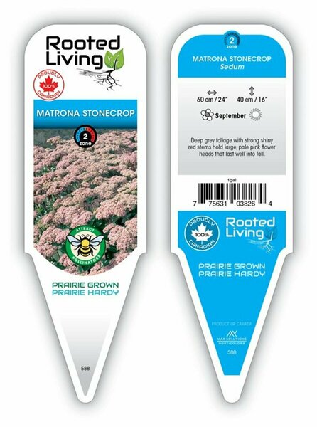 Sedum - 'Matrona' Stonecrop 11 cm Prem (4.5")