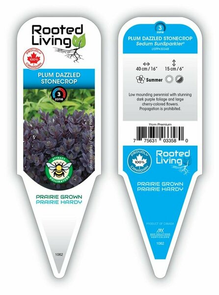 Sedum Sunsparkler® - 'Plum Dazzled' Stonecrop 11 cm Prem (4.5")