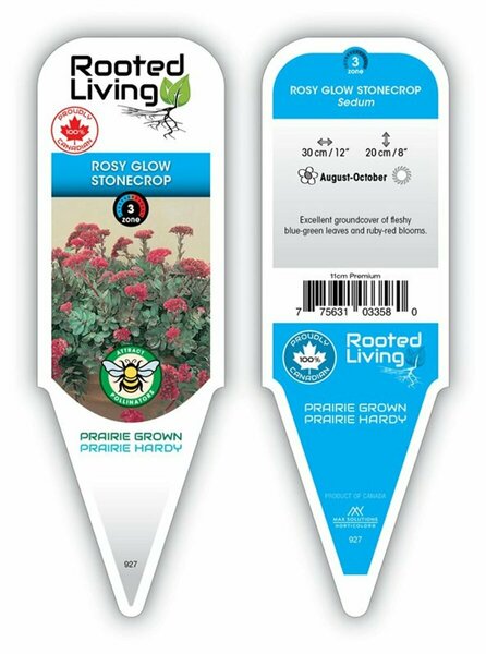 Sedum - 'Rosy Glow' Stonecrop [Groundcover] 11 cm Prem (4.5")