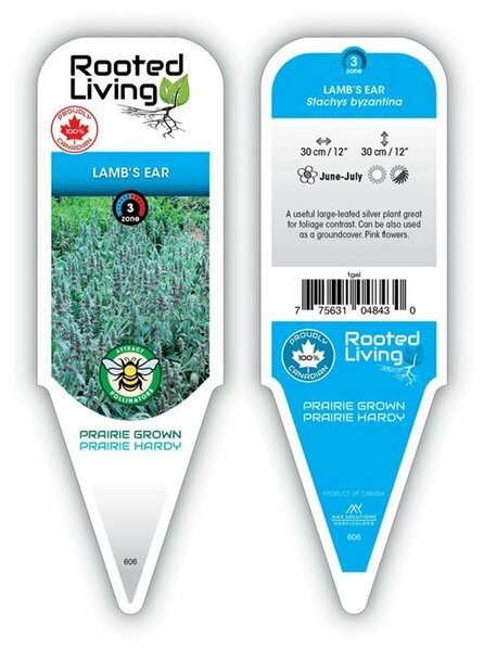Stachys byzantina - Lamb's Ear 11 cm Prem (4.5")