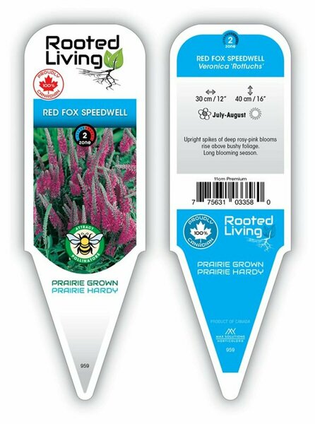 Veronica spicata - Red Fox Speedwell 11 cm Prem (4.5")