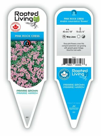 Arabis caucasica - 'Rosea' Rockcress 9 cm (3.5")