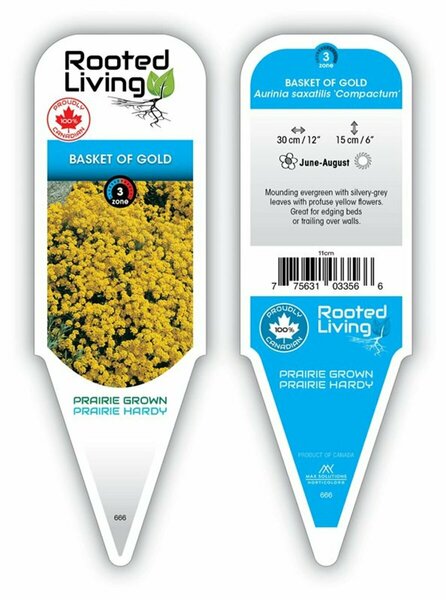 Aurinia saxatilis - 'Compacta' Basket of Gold 9 cm (3.5")
