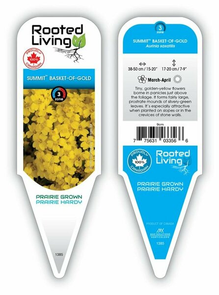 Aurinia saxatilis - 'Summit' Basket of Gold 9 cm (3.5")