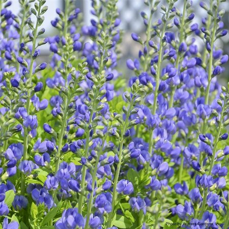 Baptisia australis - False Indigo 9 cm (3.5")