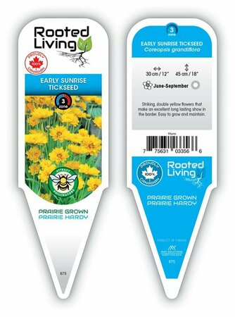 Coreopsis grand. - 'Early Sunrise' Tickseed 9 cm (3.5")