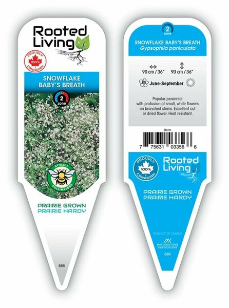 Gypsophila pan. - 'Snowflake' Baby's Breath 9 cm (3.5")