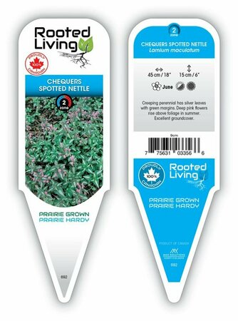 Lamium - 'Chequers' Spotted Nettle 9 cm (3.5")