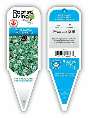 Lamium - 'White Nancy' Spotted Nettle 9 cm (3.5")