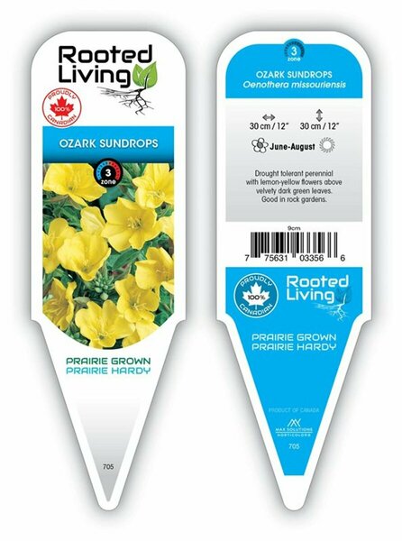 Oenothera missouriensis - Ozark Sundrops 9 cm (3.5")
