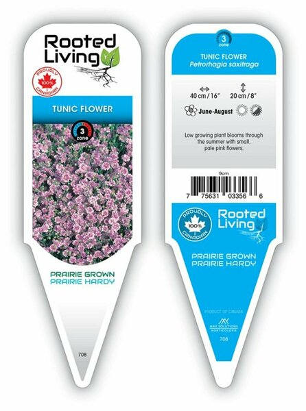 Petrorhagia saxifraga - Tunic Flower 9 cm (3.5")