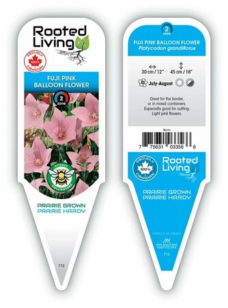 Platycodon - 'Fuji Pink' Balloon Flower 9 cm (3.5")