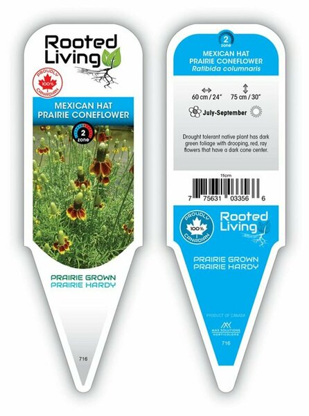 Ratibida columnifera - 'Mexican Hat' Prairie Coneflower 9 cm (3.5")